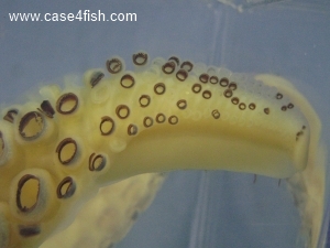 Foto Galerie/Cephalopoda/Loligo vulgaris_01/Loligo vulgaris_01_08_S.jpg